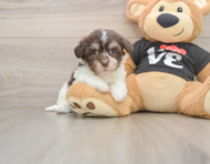 6 week old Havanese Puppy For Sale - Puppy Love PR