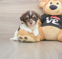 6 week old Havanese Puppy For Sale - Puppy Love PR