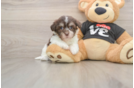 Havanese Pup Being Cute