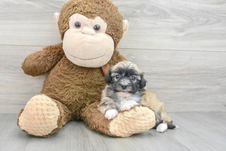 Meet Acorn - our Havanese Puppy Photo 1/3 - Puppy Love PR Akc Registered Havanese Baby