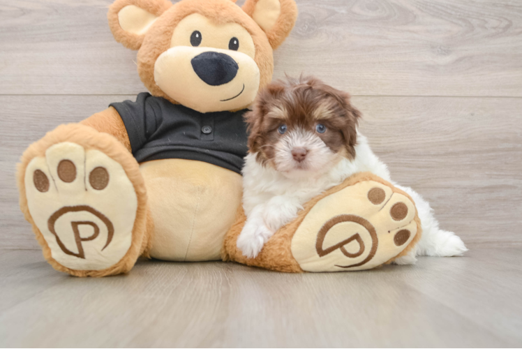 Energetic Havanezer Purebred Puppy