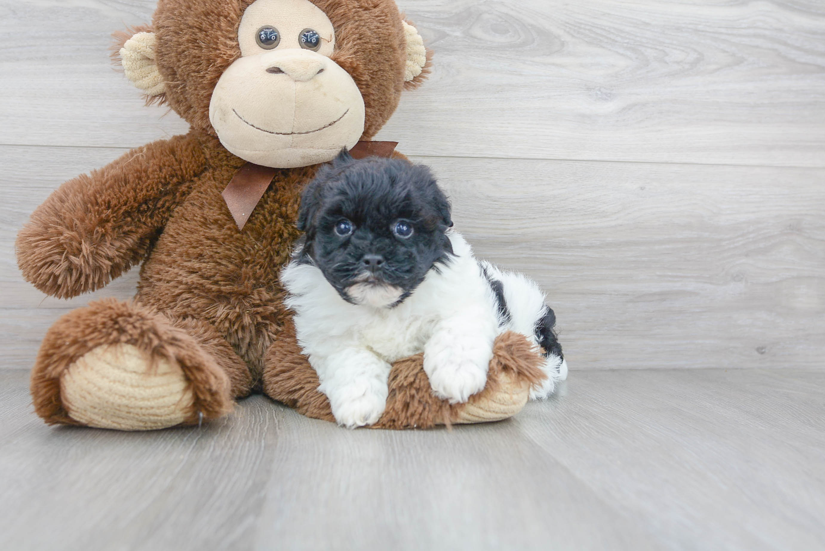 Cute Havanese Purebred Pup