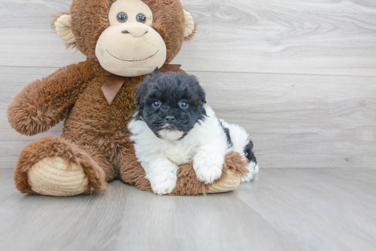 Cute Havanese Purebred Pup