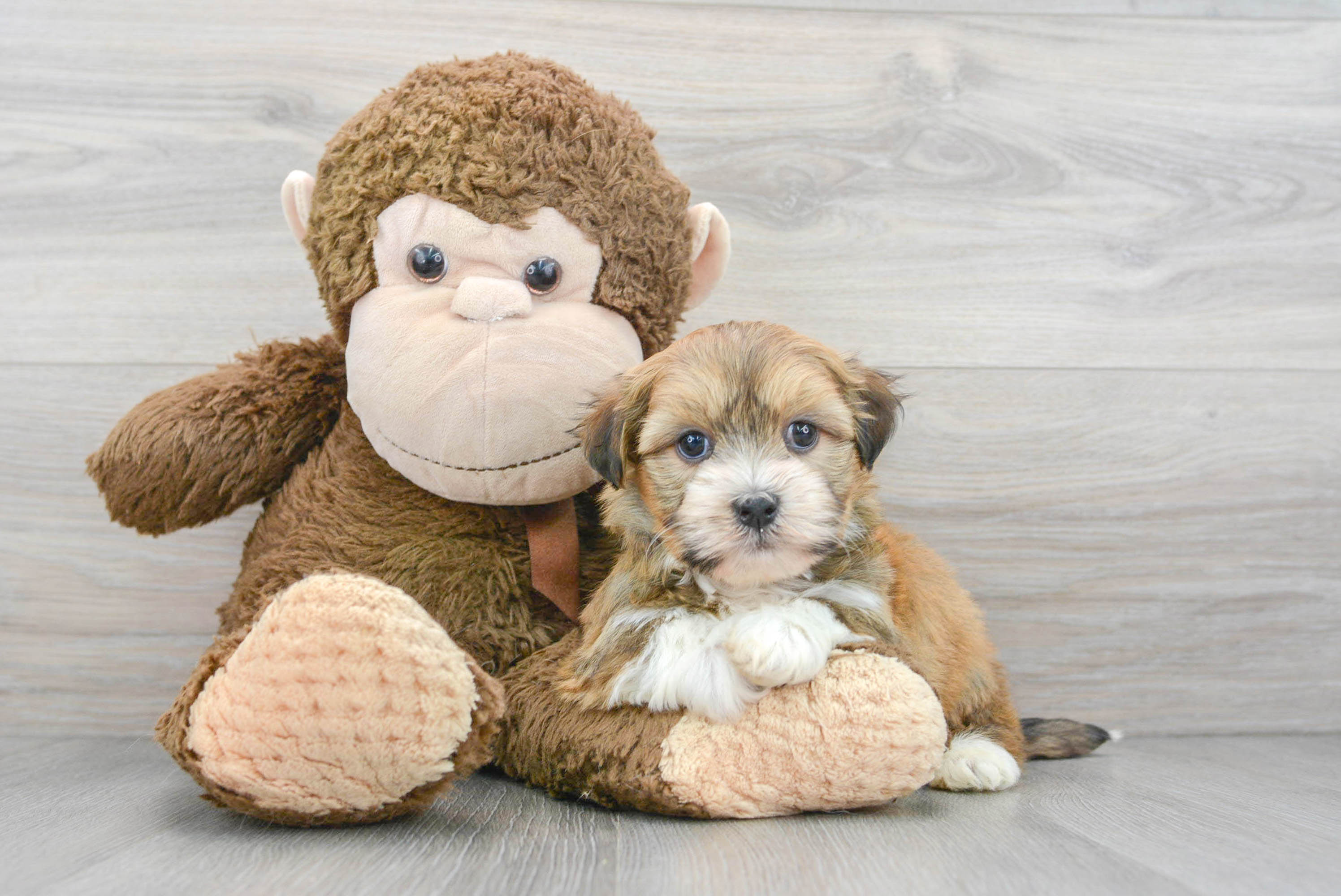 Best Havanese Baby