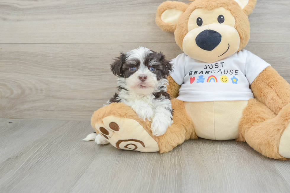 Havanese Pup Being Cute