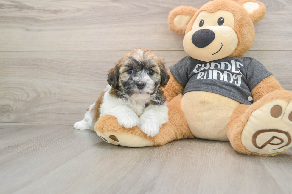 Little Havanese Baby