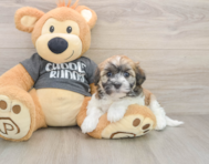 5 week old Havanese Puppy For Sale - Puppy Love PR