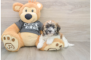 Havanese Puppy for Adoption