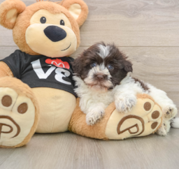 5 week old Havanese Puppy For Sale - Puppy Love PR