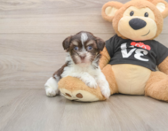 6 week old Havanese Puppy For Sale - Puppy Love PR