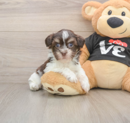 6 week old Havanese Puppy For Sale - Puppy Love PR