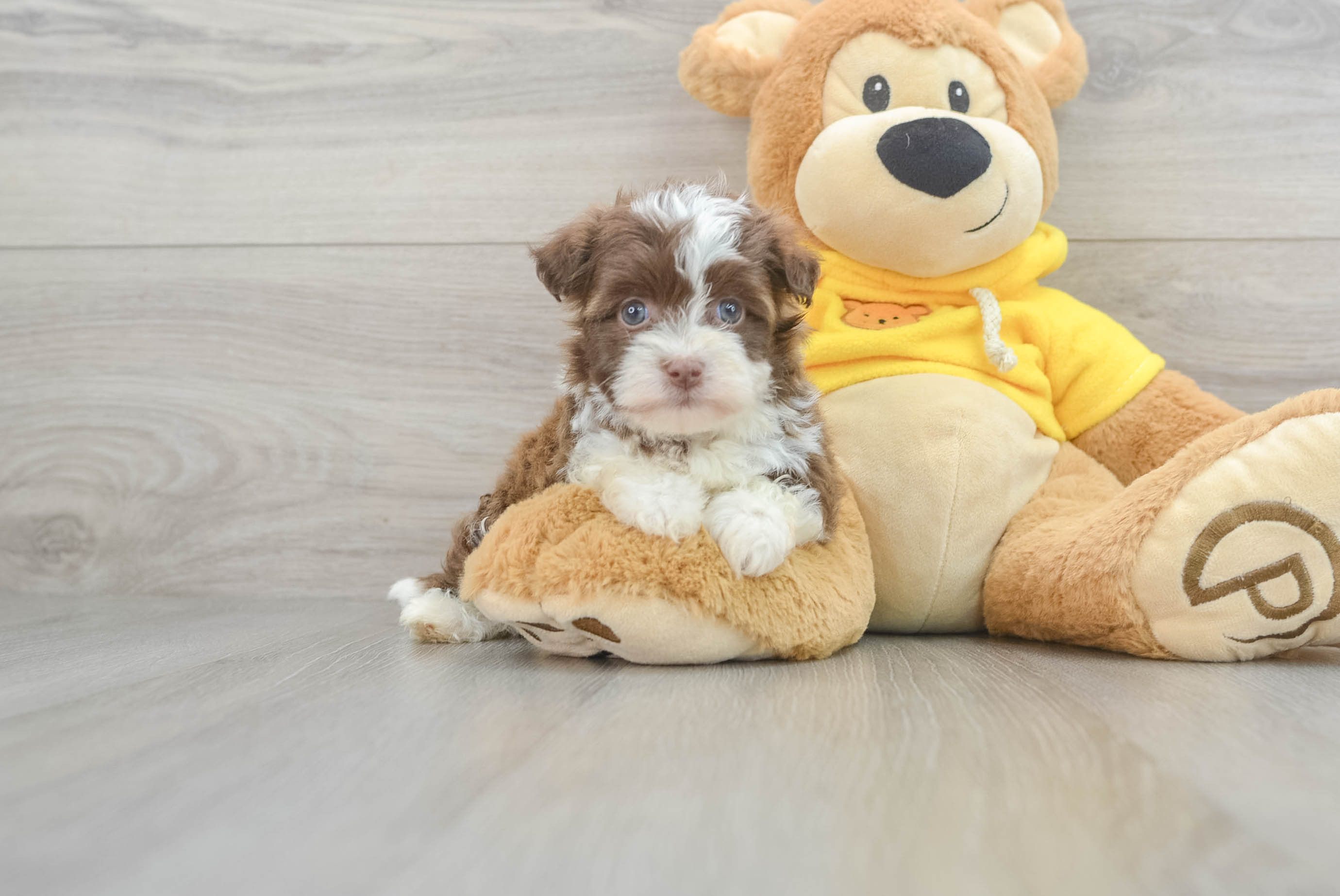 Havanese Pup Being Cute