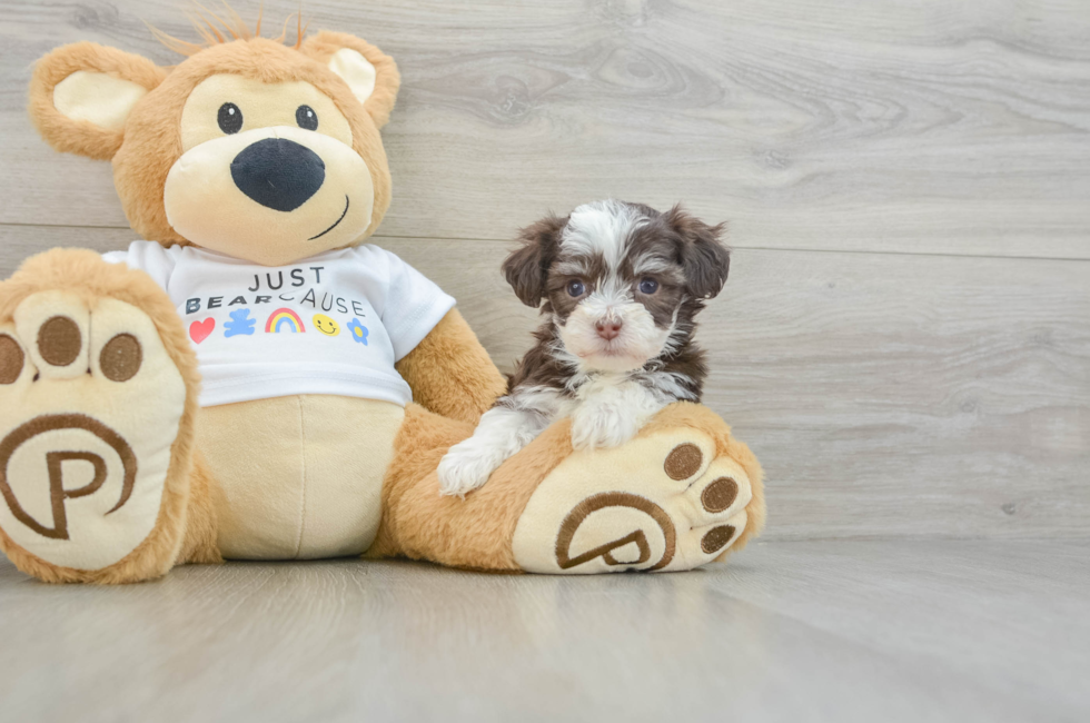 6 week old Havanese Puppy For Sale - Puppy Love PR