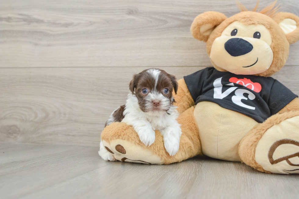 Hypoallergenic Havanese Purebred Pup