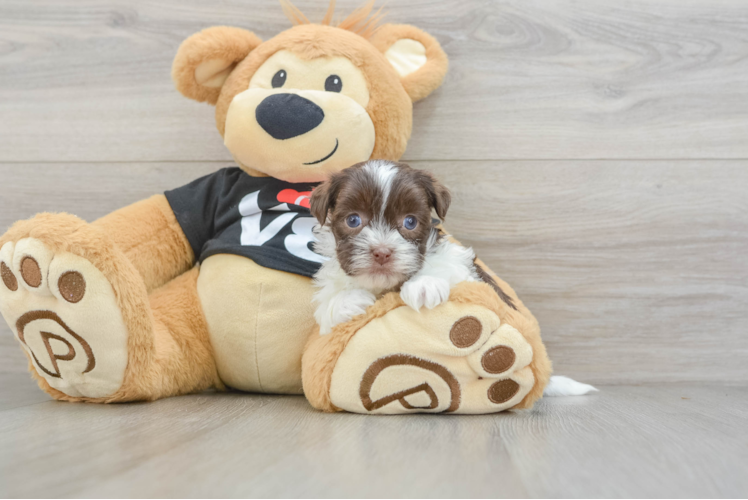 Best Havanese Baby