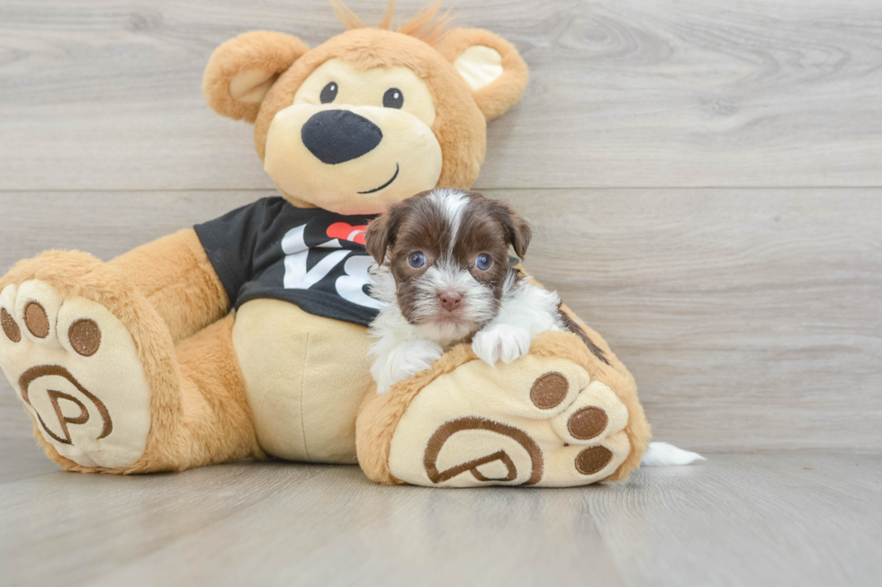 Best Havanese Baby