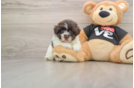 Small Havanese Purebred Pup