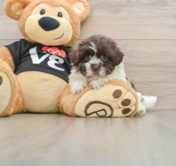5 week old Havanese Puppy For Sale - Puppy Love PR