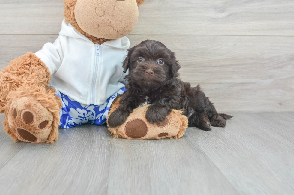 5 week old Havanese Puppy For Sale - Puppy Love PR