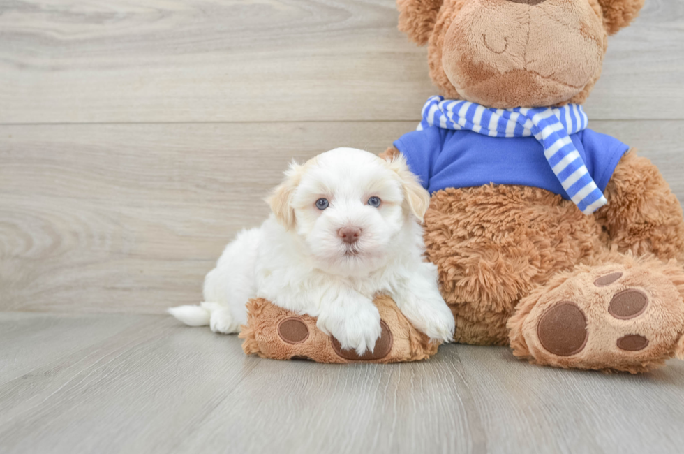 6 week old Havanese Puppy For Sale - Puppy Love PR