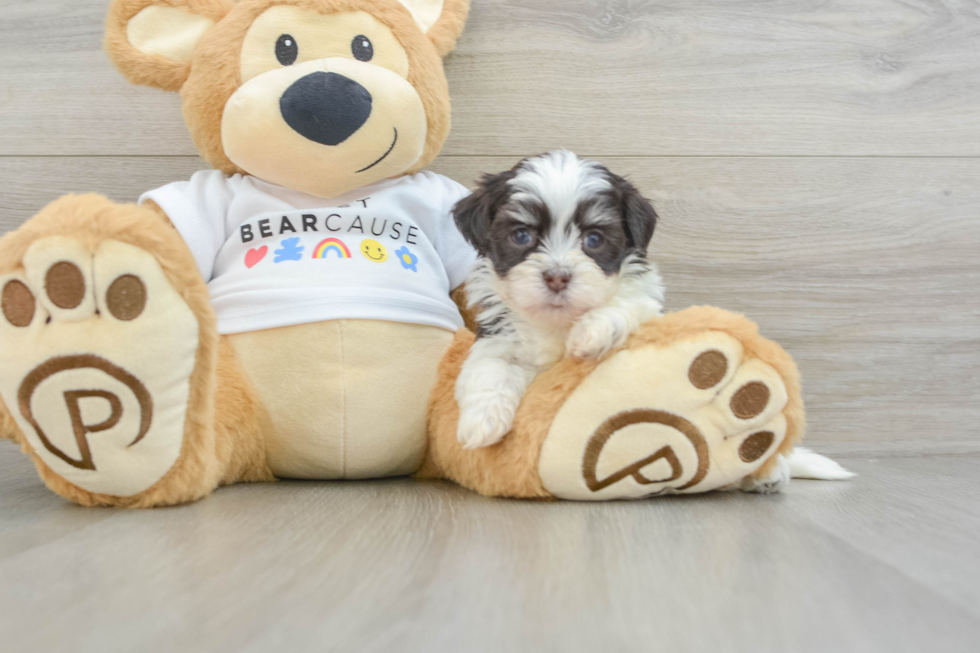 Havanese Pup Being Cute