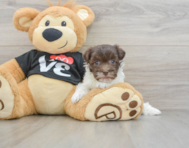 8 week old Havanese Puppy For Sale - Puppy Love PR