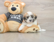 5 week old Havanese Puppy For Sale - Puppy Love PR