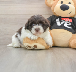 5 week old Havanese Puppy For Sale - Puppy Love PR