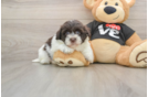 Popular Havanese Purebred Pup