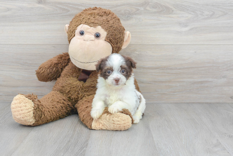 Havanese Pup Being Cute