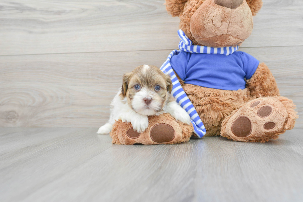 Havanese Pup Being Cute