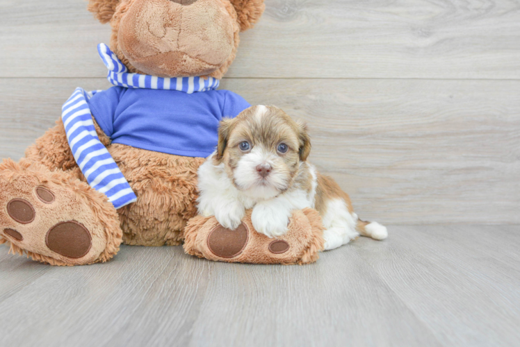 Best Havanese Baby