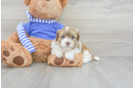 Best Havanese Baby