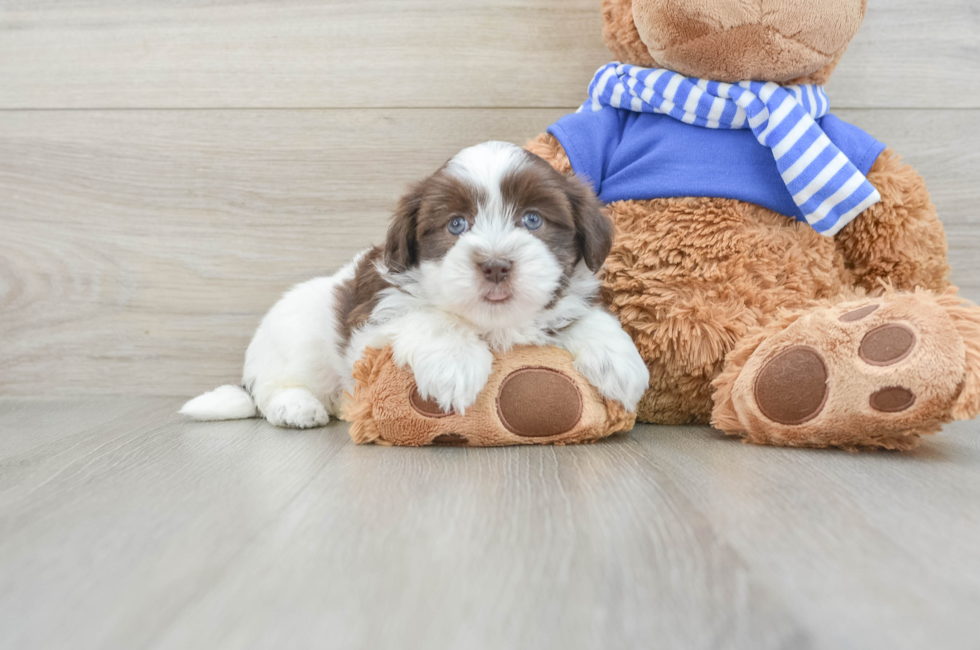 6 week old Havanese Puppy For Sale - Puppy Love PR