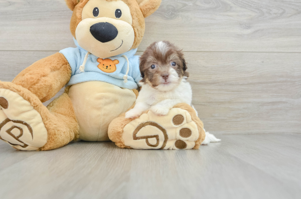 6 week old Havanese Puppy For Sale - Puppy Love PR