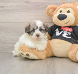5 week old Havanese Puppy For Sale - Puppy Love PR