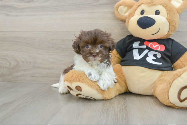 Hypoallergenic Havanese Baby