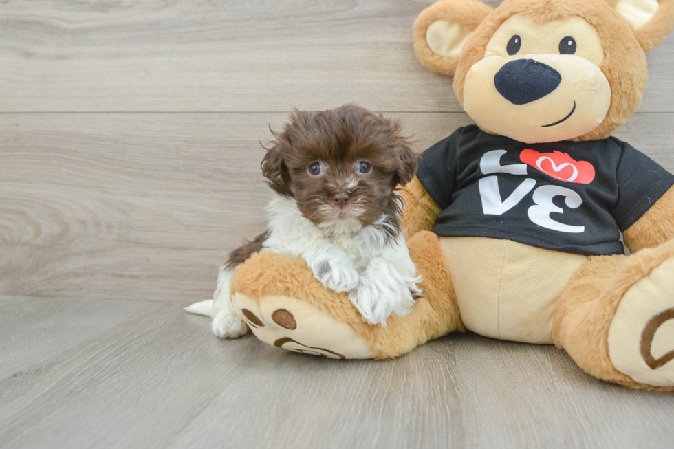 Hypoallergenic Havanese Baby