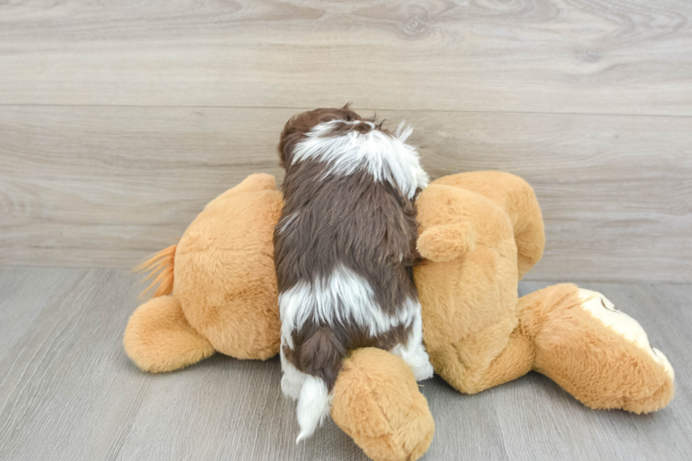 Best Havanese Baby