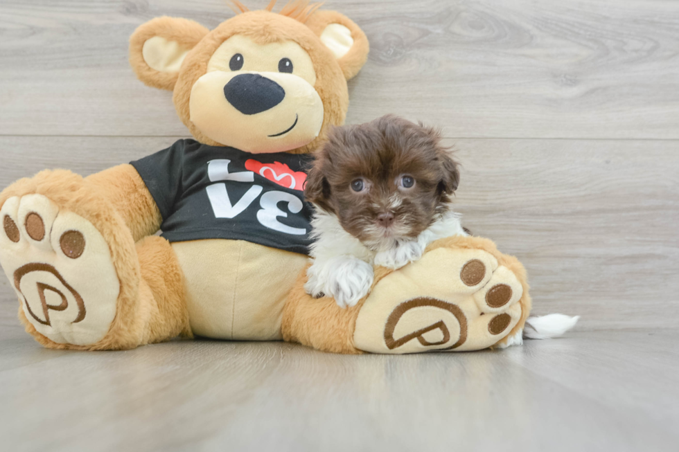 Fluffy Havaneser Purebred Puppy