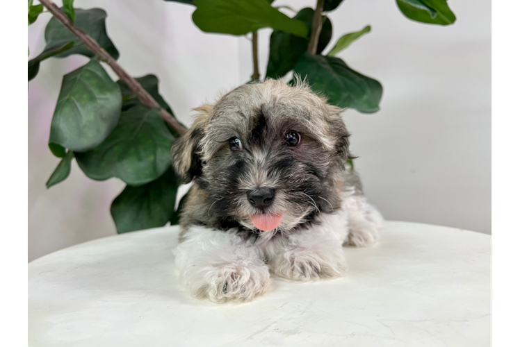 Cute Havanese Baby