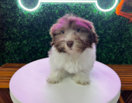 11 week old Havanese Puppy For Sale - Puppy Love PR