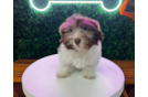 Cute Havanese Baby