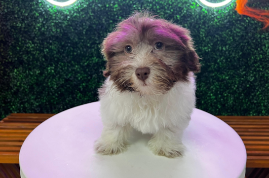 Cute Havanese Baby