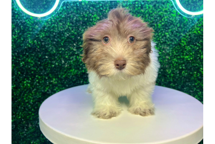 Cute Havanese Purebred Pup