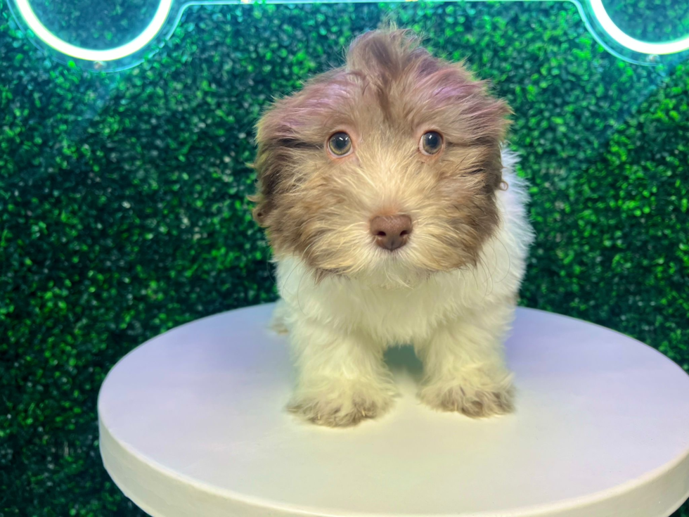 Cute Havanese Purebred Pup