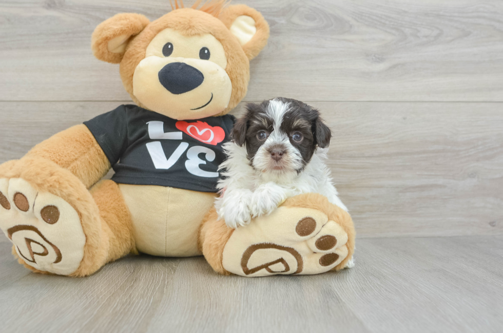 6 week old Havanese Puppy For Sale - Puppy Love PR