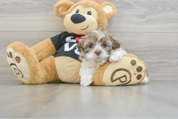 Playful Havanese Baby