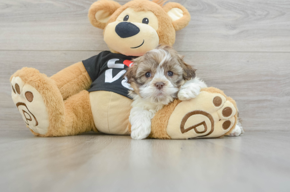 6 week old Havanese Puppy For Sale - Puppy Love PR