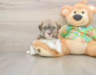 6 week old Havanese Puppy For Sale - Puppy Love PR